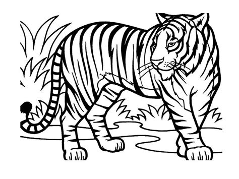 Coloriages Animaux Sauvages De La Jungle Animaux Dessins à