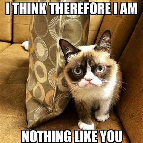 16 Of The Best Grumpy Cat Memes Catster