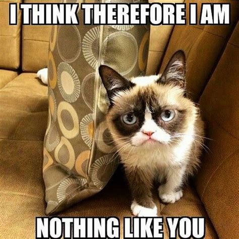 The extremely popular woman yelling at a cat meme features a screencap of the real housewives of beverly hills cast members taylor armstrong and kyle richards combined with a picture of a white cat snarling behind a plate of vegetables. 16 of the Best Grumpy Cat Memes - Catster