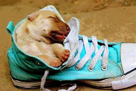 15 Of The Cutest Sleeping Puppies Ever Cuteness Overflow