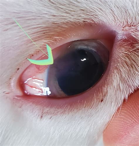 Eosinophilic Keratitis An Uncommon Cat Eye Condition Tails And Tips