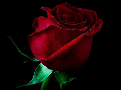 Dark Red Roses Wallpapers Top Free Dark Red Roses Backgrounds Wallpaperaccess