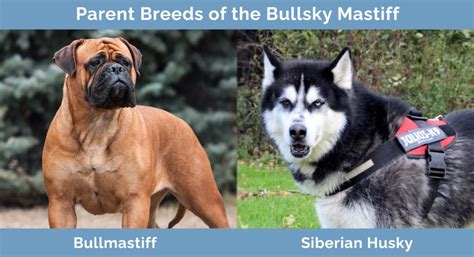 Bullsky Mastiff Bullmastiff And Siberian Husky Mix Info Picture Hepper