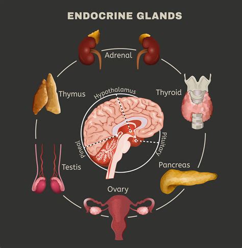 Guia Sistema Endocrino 8 Hormone Pituitary Gland Gambaran