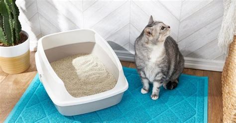 How To Keep Your Cat Litter In The Box And Off Your Floor