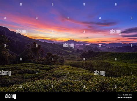 Malaysia Cameron Highlands Sunrise Tea Plantation Stock Photo Alamy