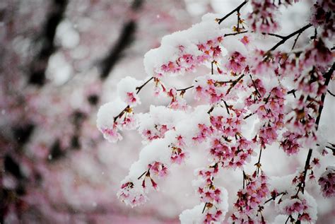Cherry Blossoms In The Snow Рисунки