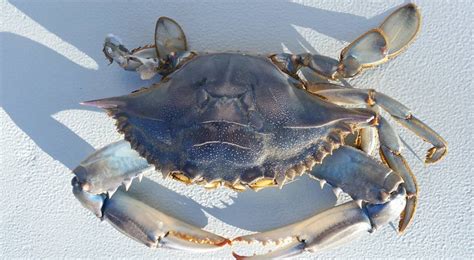 Once In Blue Moon Blue Claw Crab Delaware Surf