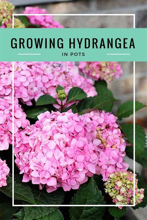 Learn All About Growing Hydrangea In Pots Including How To Plant Them