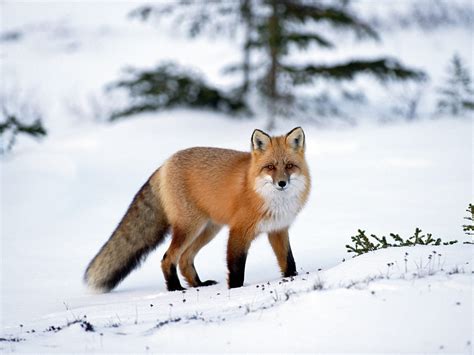 Free Download Image The Best Top Desktop Fox Wallpapers Hd Fox