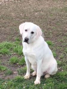 Akc registered the silver lab puppies on. White Labrador Puppies for Sale | Silver and Charcoal Kennels