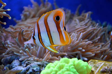 Reef Fish Aquarium Free Photo On Pixabay