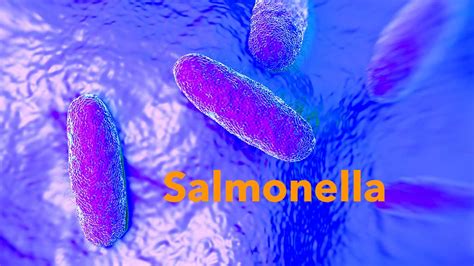 Salmonella infection is a type of gastroenteritis (or 'gastro'). Salud confirmó 19 casos de salmonella en toda la provincia ...