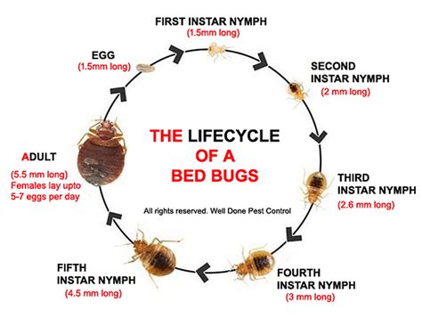 Life Span Of A Bed Bug Bedbugbusterstoronto