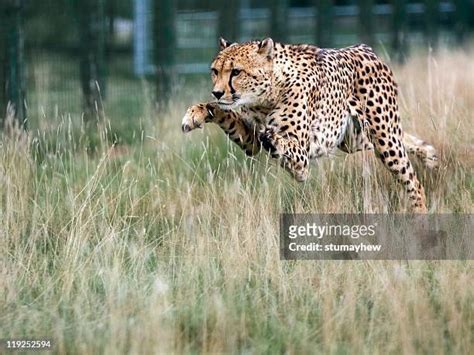 Big Cat Chasing Prey Photos And Premium High Res Pictures Getty Images