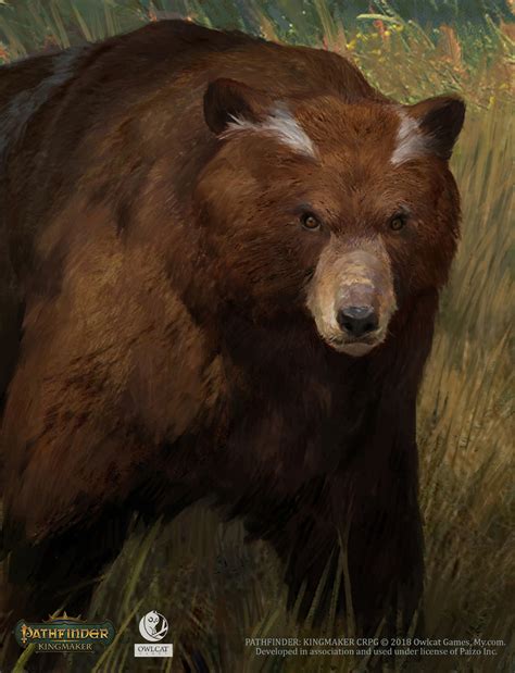 Brown Bear Art, Black Bear, Fantasy Rpg, Fantasy World, Rpg Character