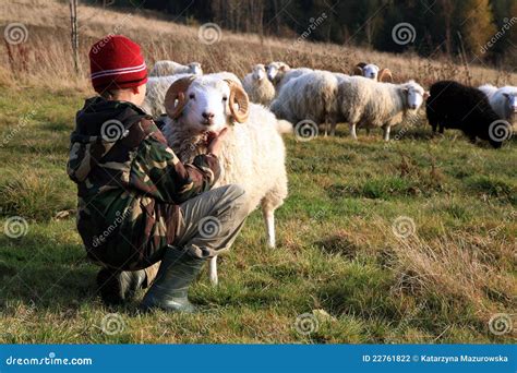 Boy And Sheep Stock Photography Image 22761822