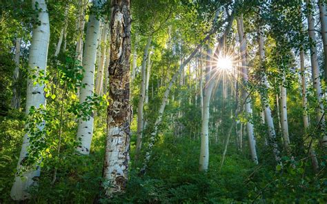 Wallpaper Birch Forest Trees Green Leaves Sun Rays 1920x1200 Hd