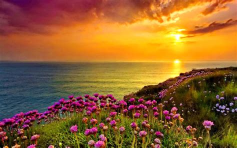 Grass Sunset Wallpaper Hd Flowers 4k Wallpapers Images Photos And Images