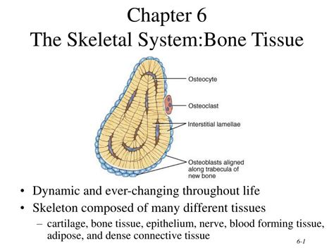Ppt Chapter 6 The Skeletal Systembone Tissue Powerpoint Presentation