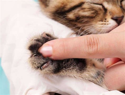 Why declawing a cat is inhumane. How Much Does it Cost to Declaw a Cat? - Different Factors ...