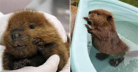20 Adorable Baby Beavers To Get You Through A Hard Day Small Joys
