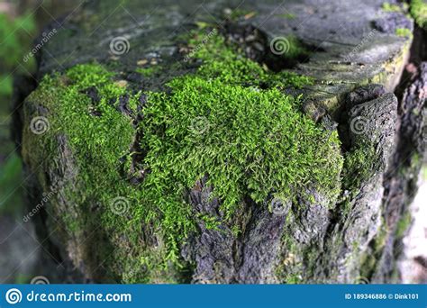 Close Up Old Tree Stump With Bright Green Moss Stock Photo Image Of