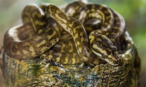 Spotted Python Animal Facts Antaresia Maculosa A Z Animals