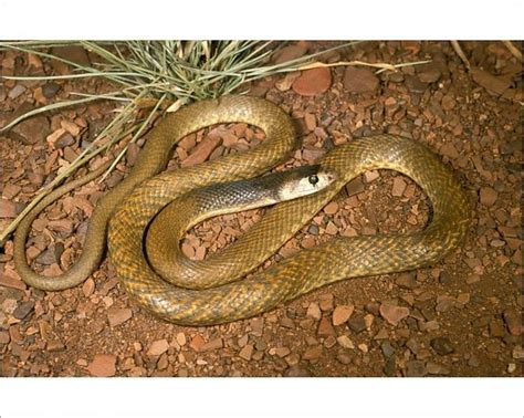 Print Of Western Brown Snake Gwardar Juvenile Western Brown