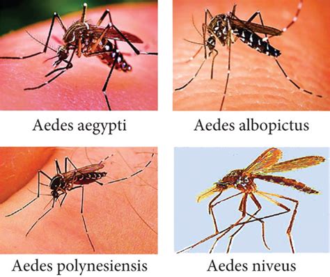 Aedes Mosquitoes Dengue Virus Vectors Download Scientific Diagram