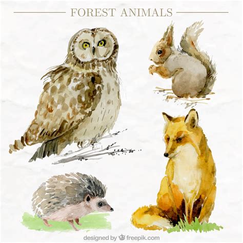 Free Vector Pack Of Four Watercolor Forest Animals In Realistic Style