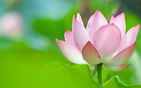 Lotus Flower Full Hd Wallpaper And Background Image 1920x1200 Id550041