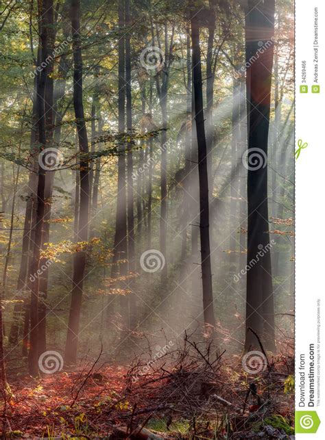 Enchanted Autumn Forest Stock Photo Image Of Landscape 34269466