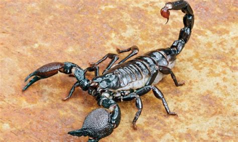 Tiny Scorpion Derived Proteins Deliver Arthritis Drugs To Joints In