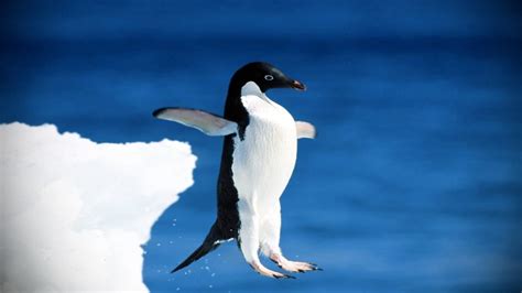 Psbattle Penguin Jumping Rphotoshopbattles