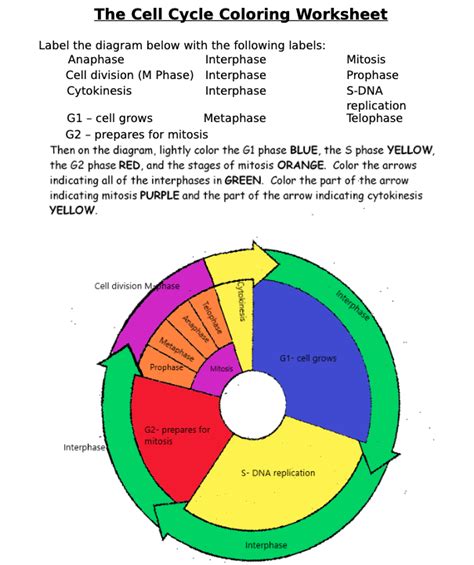 The Cell Cycle Coloring Worksheet HW.docx - The Cell Cycle Coloring