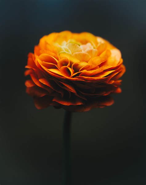 Royalty Free Photo Orange Flower Pickpik