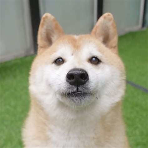 Chinese Celebrity Pet Shiba Inu Dog In Beijing Sells For Us25000 In