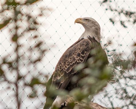 Sfondi Uccelli Animali Ramo Natura Uccello Rapace Zoo Aquila