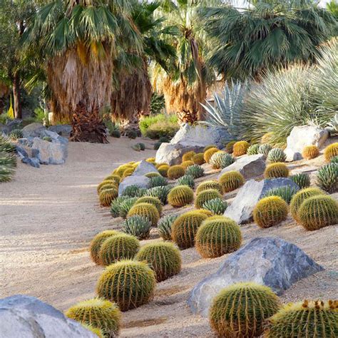 Water the cactus around once a month, depending on where you live and your climate. Design with Cactus - Sunset Magazine
