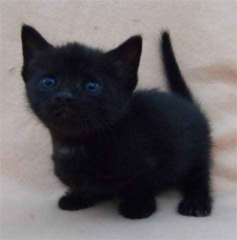 We breed specifically for demeanor and well being and magnificence. 20 + Munchkin Cat Pictures | FallinPets