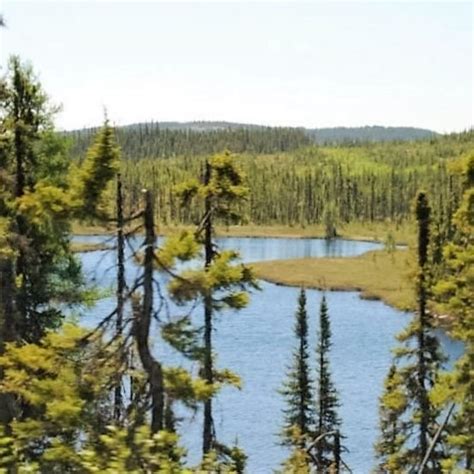 Canadian Boreal Forest North Shore Quebec 2014 Download Scientific