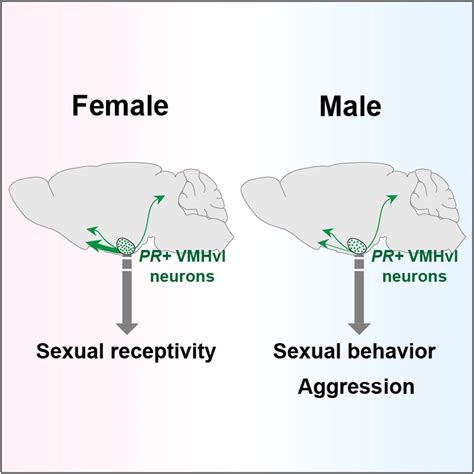 sexually dimorphic neurons in the ventromedial hypothalamus govern mating in both sexes and