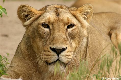 Afrikanischer Löwe Tier Fotoseu