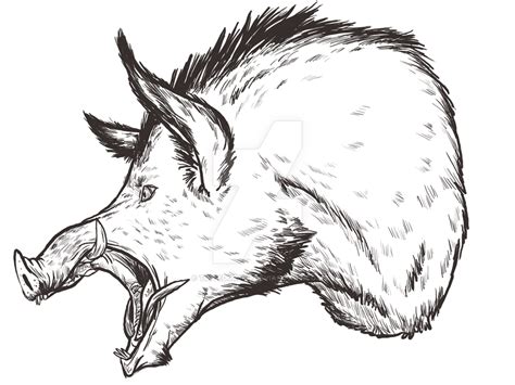 Boar Editorial Illustration By Tintedgreen Wild Pig Wild Boar Tattoo