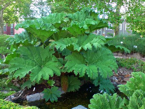 Cold Hardy Plants With Giant Leaves The Garden Of Eaden