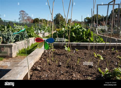 Community Garden Plots With Vegetables And Seedlings Growing Stock