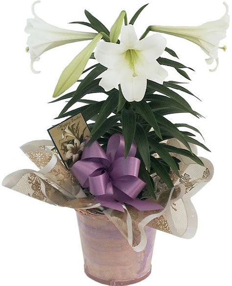 Potted Easter Lily With Purple Bow And Decorative Wrapping Easter