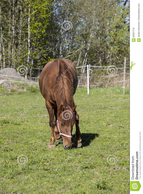 A Brown Horse Eating Grass In A Green Field In Finland Stock Photo