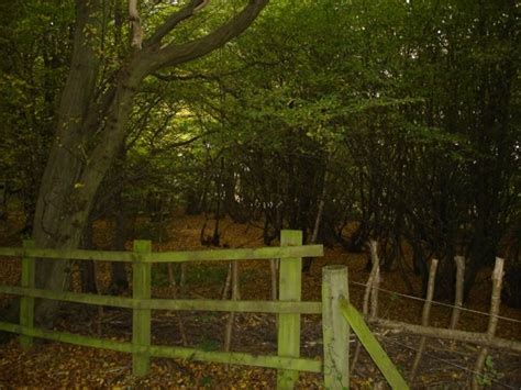 Stockings Spring Woods © Rob Taylor Geograph Britain And Ireland